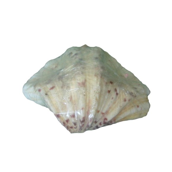 Clam Shell Wooden Tooth Picks Tiki Party Wedding Luau Holiday Cocktails 40 plus - Picture 4 of 6